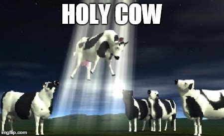 Cows flying - Imgflip