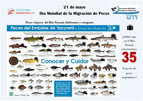 Peces viajeros del Rio Paraná – World Fish Migration Day