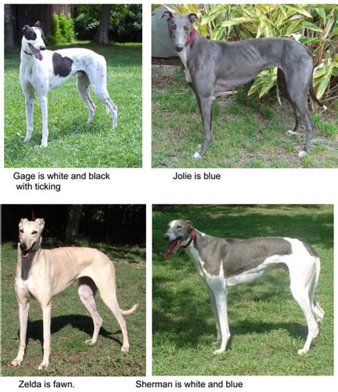 All about greyhounds | Bay Area Greyhound Adoption