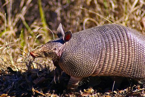 Amazing Facts about the Armadillo | OneKind Planet A-Z