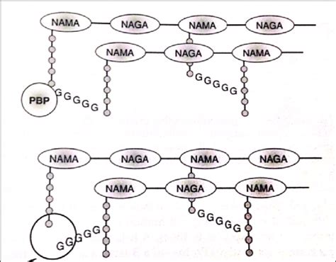 Mechanism of action of β‑lactam antibiotics | Download Scientific Diagram