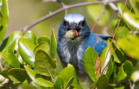 Florida Scrub Jay1 Jackdaw, Jay Bird, Manatee, Blue Jay, Wildlife ...