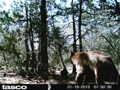 Trail Cam Bear... again - Black Bear or Grizzly Bear hunts ...