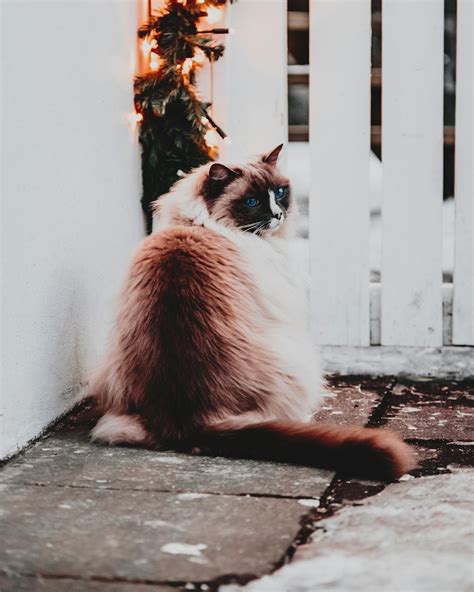 Beautiful Ragdoll Photos · Pexels · Free Stock Photos