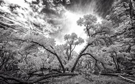 Black and white tree wallpaper | nature and landscape | Wallpaper Better