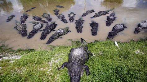 11 places to see alligators in Southwest Florida