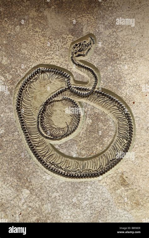 Largest Snake Fossil Ever Found