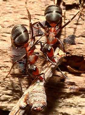 Southern Wood Ants in the New Forest