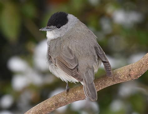 Blackcap by Roger Ridley - BirdGuides