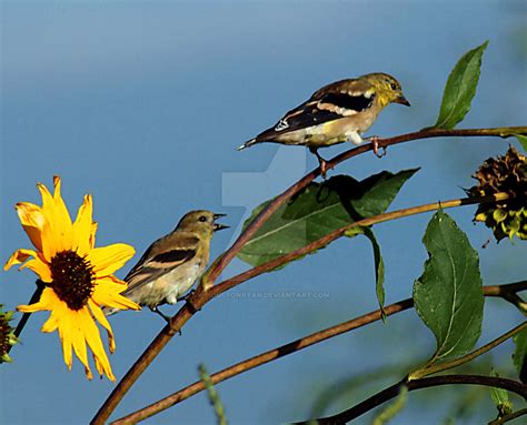 American Goldfinch Male Female by houstonryan on DeviantArt