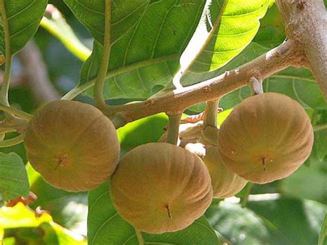 9 Different Types of Sapote Fruit with Images