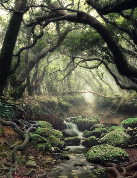 ~Mystical Forest ~ | Travel | Mystical forest, Amazing nature, Nature