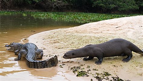 Giant Otters Meet Caiman