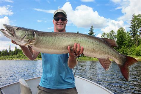 Muskie Teeth - Muskie Fishing / Their dorsal and ventral fins are located far back near the tail ...