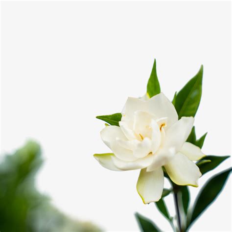 Frost Proof Gardenia For Sale Online | The Tree Center