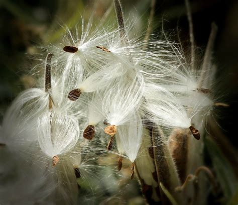 Milkweed During World War II - grace grits and gardening