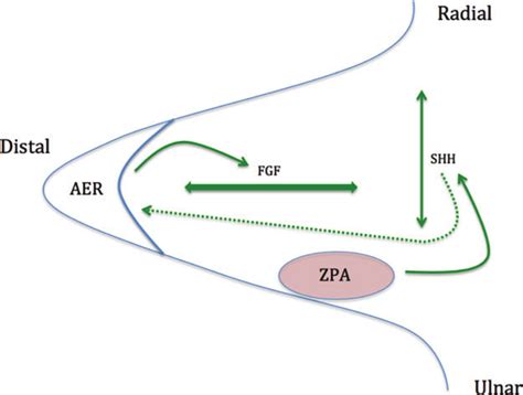 Proximal-distal and radioulnar axis development of the limb bud... | Download Scientific Diagram