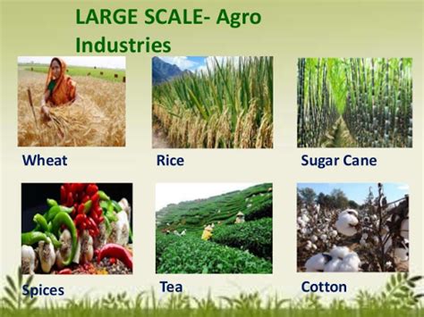 Agro-Based Industries: Meaning, Constraints and Suggestions