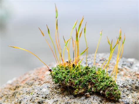 Moss, bringer of stability, and life… « Botany One