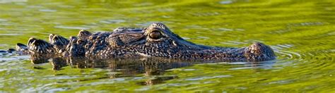 What's at Risk: Wildlife | Restore the Mississippi River Delta