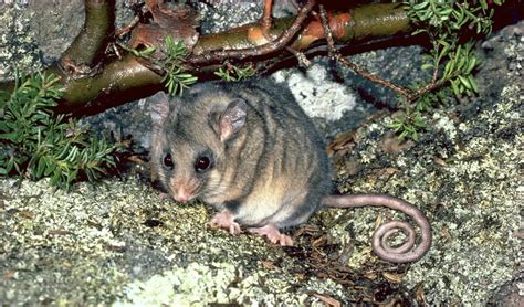 Conservation: Mountain pygmy-possum project | NSW National Parks