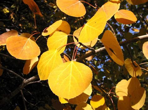 Aspen Tree: Interesting Facts and Characteristics - RankRed