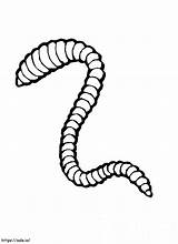 Earthworm 1 coloring Page sketch template
