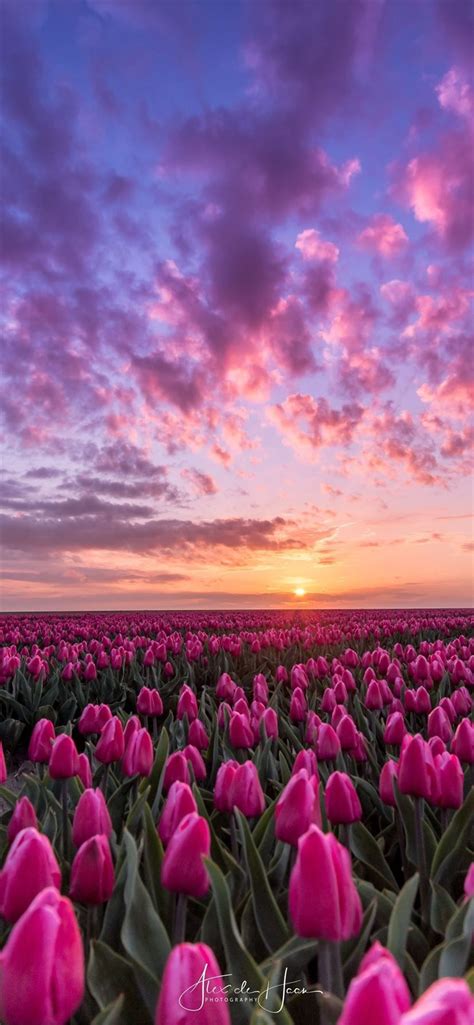 Tulips Field At Sunset Wallpapers - Wallpaper Cave