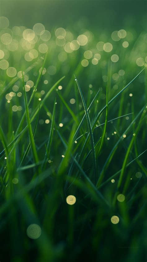 Green grass Wallpaper - HD wallpaper, Dew, Nature #4708