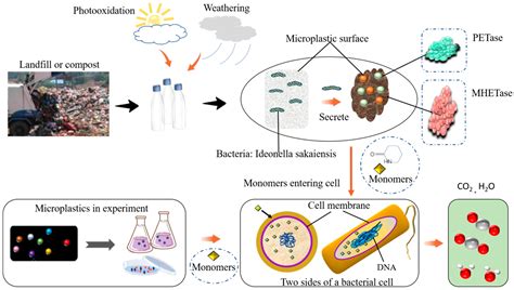 Biological Degradation of Plastics and Microplastics: A Recent Perspective on Associated ...