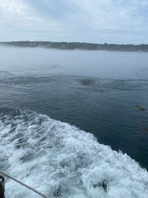 Old Sow Whirlpool – Eastport, Maine - Atlas Obscura