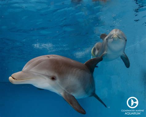 Winter and Hope at Clearwater Marine Aquarium