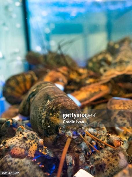 42 Lobster Tank Restaurant Stock Photos, High-Res Pictures, and Images - Getty Images