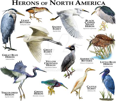 Herons of North America by rogerdhall on DeviantArt