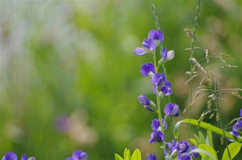 Purple Flowers - The Ultimate Guide - Including Herbs, Shrubs and Trees