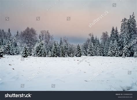 1,481,105 Snowy Trees Images, Stock Photos, 3D objects, & Vectors ...