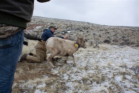 The State of Wyoming's Wild Sheep with Steve Kilpatrick - Wyoming Wildlife Federation