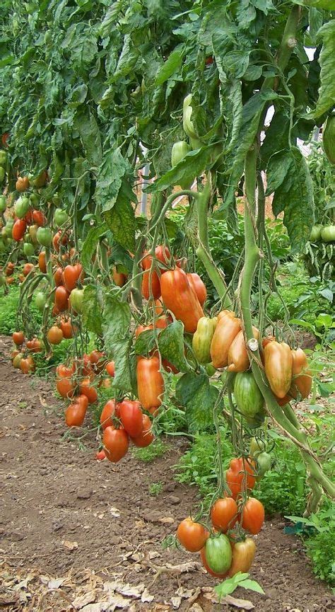 Roma tomatoes, no garden is complete without them. (Growing these now) | Tomato garden, Tomato ...