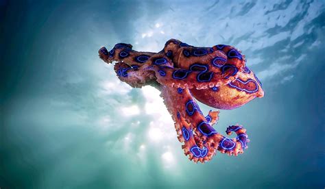 Blue-Ringed Octopus - Divers Alert Network