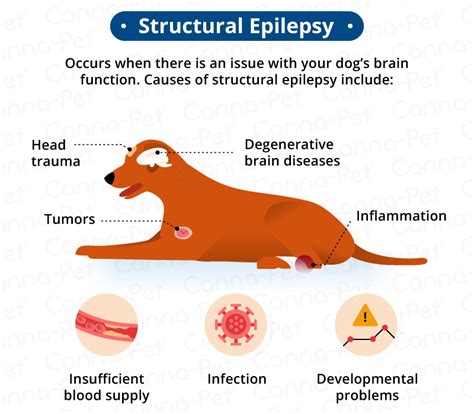 Epilepsy in Dogs: Signs, Symptoms, Treatment | Canna-Pet