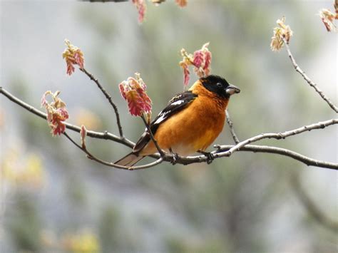 Geotripper's California Birds: Black-headed Grosbeaks in Yosemite Valley