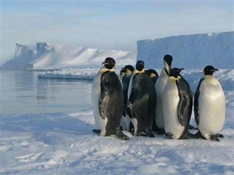 Emperor penguins may be listed as threatened under Endangered Species Act due to climate change ...