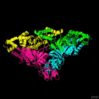 Elongation factor - Proteopedia, life in 3D