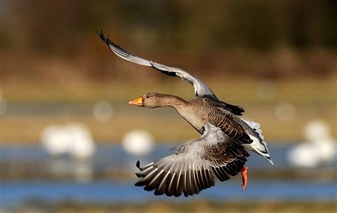 Greylag Goose