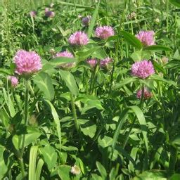 Medium Red Clover Seeds, Trifolium pratense | American Meadows