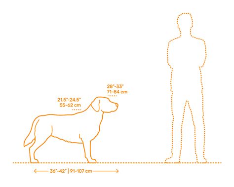 How Long Is A Labrador Retriever