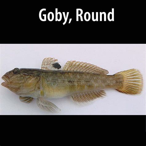 Goby, Round - Alberta Invasive Species Council