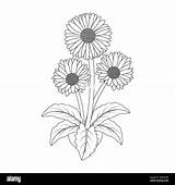 Daisy Flower Coloring Page How To Draw A Really Easy sketch template