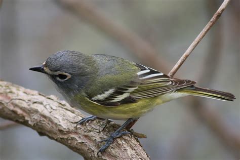 Blue-headed Vireo — Badgerland Bird Alliance