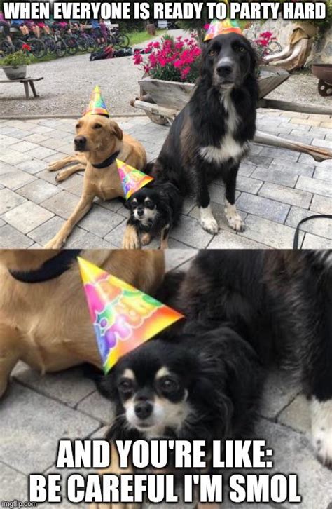 Party Dogs: : r/dogmemes